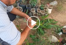 صورة نجاح زراعة نبتة عجيبة لأول مرة في سوريا وكمية قليلة منها تكفي لجني آلاف الدولارات شهرياً (فيديو)