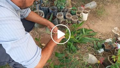 صورة نجاح زراعة نبتة عجيبة لأول مرة في سوريا وكمية قليلة منها تكفي لجني آلاف الدولارات شهرياً (فيديو)