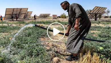 صورة مزارع سوري يدخل نبتة مهمة إلى قاموس الزراعة شمال سوريا ويجني آلاف الدولارات شهرياً (فيديو)