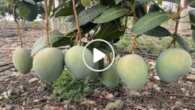 صورة فاكهة نادرة باهظة الثمن تعتبر أفضل استثمار في سوريا حالياً ومن يزرعها سيصبح غنياً بلمح البصر (فيديو)