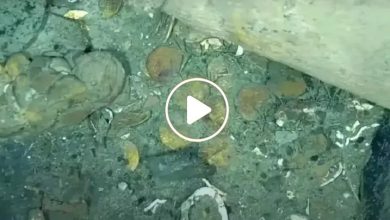 صورة اكتشاف كنز قيمته تقدر بنحو 17 مليار دولار في قاع البحر وما عثر عليه في المكان أذهل الجميع (فيديو)