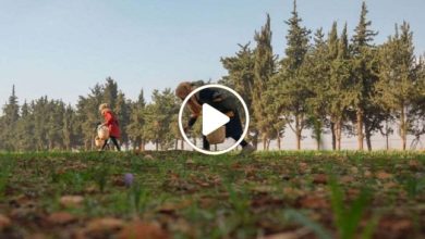 صورة كأنه يزرع الذهب.. مزارع في إدلب ينجح في زراعة عشبة برية ويبيع الكيلو منها بـ 20 ألف دولار (فيديو)
