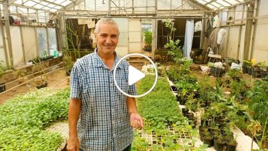 صورة نباتات عطرية يمكن زراعتها في المنزل والحصول على فوائدها العظيمة وتحقيق عوائد مالية كبيرة (فيديو)