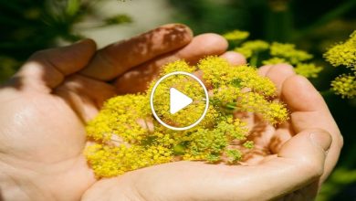 صورة نبتة أسطورية نادرة تنمو في دولة عربية ومن يجدها كأنه عثر على كنز من الذهب (فيديو)