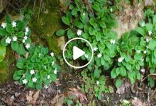 نبتة برية سوريا ثروة