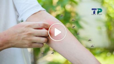 صورة أفضل طريقة طبيعية ومضمونة لطرد الناموس والبعوض من المنزل نهائياً في الصيف (فيديو)