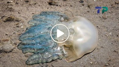 صورة رصد ظهور أنواع غريبة وخطيرة من قناديل البحر على الشواطئ في سوريا وخبير بيولوجي يحذر (فيديو)