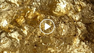صورة اكتشاف أكبر كتلة من الذهب في العالم عبر جهاز كشف عن المعادن وعرضها للبيع بسعر خيالي (فيديو)