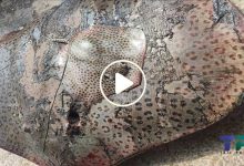 صورة سمكة غريبة ونادرة تتميز بمذاقها اللذيذ وسعرها الرخيص تظهر لأول مرة في المياه السورية (فيديو)