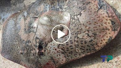 صورة سمكة غريبة ونادرة تتميز بمذاقها اللذيذ وسعرها الرخيص تظهر لأول مرة في المياه السورية (فيديو)