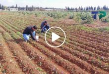 صورة مدينة سورية جديدة تدخل على خط زراعة عشبة الذهب الأحمر ومزارعون يكسبون ملايين الليرات (فيديو)