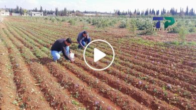 صورة مدينة سورية جديدة تدخل على خط زراعة عشبة الذهب الأحمر ومزارعون يكسبون ملايين الليرات (فيديو)