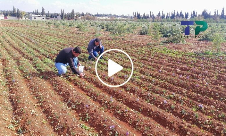 مدينة سورية عشبة الذهب الأحمر