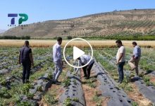 صورة مزارعون سوريون يبدعون في زراعة نبتة جديدة شمال سوريا وحديث عن أرباح هائلة وإنتاج وفير (فيديو)