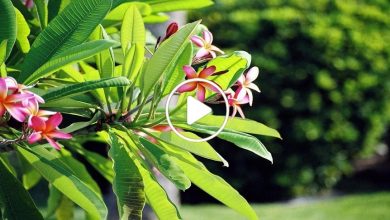 صورة نبتة عطرية مذهلة يمكن زراعتها بفناء المنزل كمشروع خاص يدر أرباح خيالية شهرياً (فيديو)