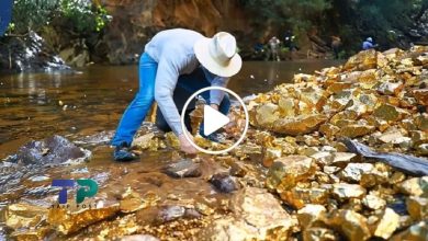 صورة نهر تفيض على ضفافه كميات كبيرة من الذهب والسكان يهرعون بالآلاف لجمع المعدن الثمين (فيديو)