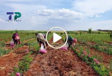 صورة زراعة جديدة واعدة تنمو بشكل متسارع شمال سوريا وتحقق أرباح وإيرادات مالية ضخمة شهرياً (فيديو)