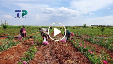 صورة زراعة جديدة واعدة تنمو بشكل متسارع شمال سوريا وتحقق أرباح وإيرادات مالية ضخمة شهرياً (فيديو)