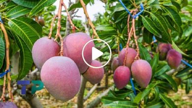صورة سعر الثمرة الواحدة آلاف الدولارات.. مزارع سوري يبدع في زراعة فاكهة نادرة تبيض له ذهباً (فيديو)