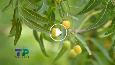 صورة مزارع سوري ينجح في زراعة شجرة مذهلة تنتج نبتة نادرة تضاهي الذهب وتعد بمثابة صيدلية متكاملة (فيديو)