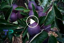 صورة لأول مرة في سوريا.. مزارع سوري ينجح في زراعة فاكهة نادرة تباع الثمرة الواحدة منها بـ 25 دولار (فيديو)