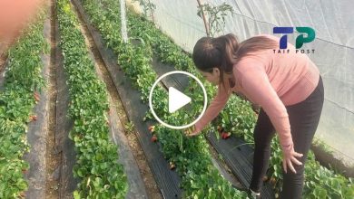 صورة سيدة سورية تبدع في ابتكار مشروع خاص يعتمد على النباتات العشبية وتجني آلاف الدولارات شهرياً (فيديو)