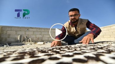 صورة شاب سوري يبدع في ابتكار مشروع زراعي فريد من نوعه على سطح منزله ويجني آلاف الدولارات (فيديو)