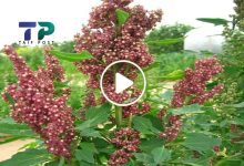 عشبة الحظ السعيد سوريا