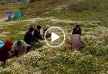 صورة عشبة برية مذهلة تنمو عشوائياً في سوريا وتدر أرباح تقدر بآلاف الدولارات شهرياً في موسمها (فيديو)