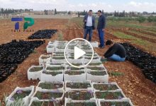 صورة نبات عشبي مهم تزدهر زراعته في سوريا ويتحول إلى كنز اقتصادي يدر ملايين الليرات شهرياً (فيديو)