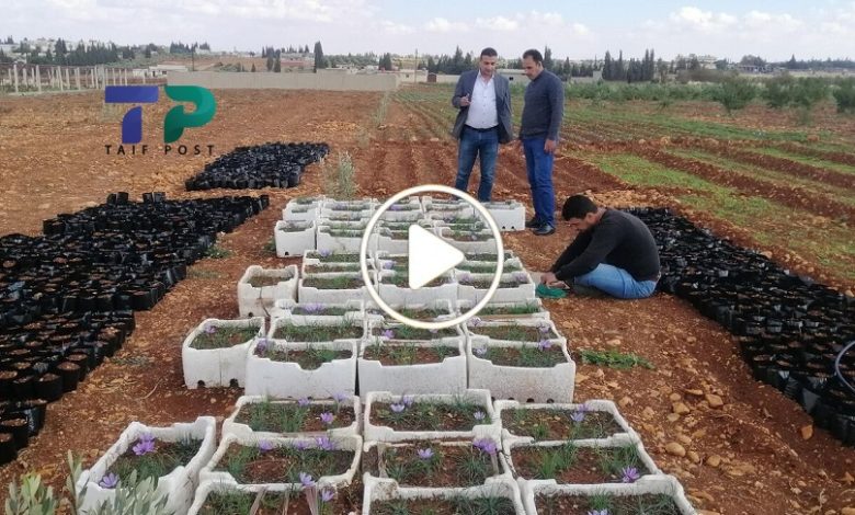 نبات عشبي مهم سوريا
