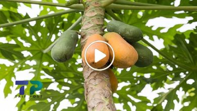 صورة مزارع سوري ينجح في زراعة فاكهة غريبة لها ثمار ذهبية ويحول زراعتها إلى مشروع استثماري مهم (فيديو)