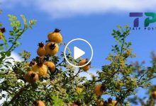 صورة مزارعون سوريون ينجحون في زراعة أنواع نادرة من الفاكهة لها ثمار ذهبية سعر الثمرة ملايين الليرات (فيديو)