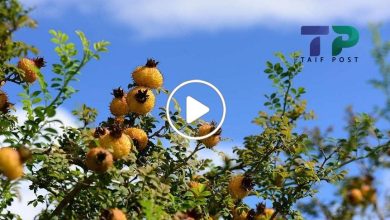 صورة مزارعون سوريون ينجحون في زراعة أنواع نادرة من الفاكهة لها ثمار ذهبية سعر الثمرة ملايين الليرات (فيديو)