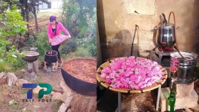 صورة بفكرة عبقرية.. سيدة سورية تحول شغفها في الزراعة إلى مشروع مبتكر يدر عليها الملايين شهرياً
