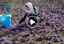 صورة سيدة سورية تبدع في ابتكار مشروع بحديقة منزلها وتنجح في زراعة نبتة مهمة أرباحها تضاهي الذهب (فيديو)