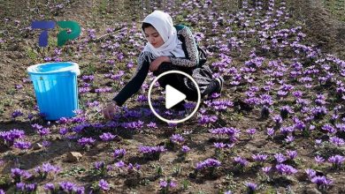 صورة سيدة سورية تبدع في ابتكار مشروع بحديقة منزلها وتنجح في زراعة نبتة مهمة أرباحها تضاهي الذهب (فيديو)