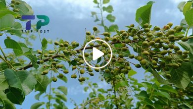 صورة شجرة مذهلة تزرع شمال سوريا لها ثمار مميزة ومردود مادي مغري يضاهي الذهب (فيديو)