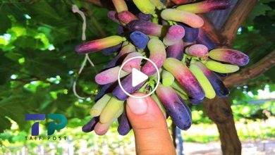 صورة مزارع سوري ينجح في زراعة نوع من أندر الفاكهة في العالم لها ثمار مميزة ويجني منها آلاف الدولارات (فيديو)