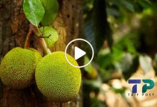 صورة مزارع سوري يهوى زراعة أنواع نادرة من الفاكهة لها ثمار غريبة سعر  كل حبة منها آلاف الدولارات (فيديو)