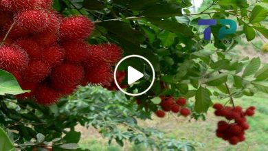 صورة مزارع سوري ينجح في زراعة فاكهة خارقة لها ثمار تباع الحبة الواحدة منها بمئات الدولارات (فيديو)