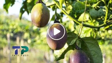 صورة مزارع سوري يبدع في زراعة نوع نادر من الفاكهة له ثمار غريبة تباع الثمرة الواحدة بآلاف الدولارات (فيديو)