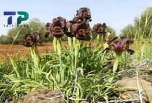صورة نبات عشبي من أندر النباتات حول العالم ينمو في منطقة سورية ويتحول إلى كنز اقتصادي للسكان (فيديو)