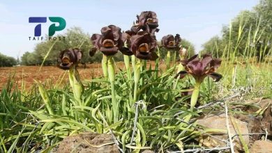 صورة نبات عشبي من أندر النباتات حول العالم ينمو في منطقة سورية ويتحول إلى كنز اقتصادي للسكان (فيديو)