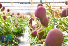 صورة لأول مرة في سوريا.. نجاح تجربة زراعة نوع نادر من الفاكهة تباع الثمرة الواحدة منه بـ 1500 دولار (فيديو)