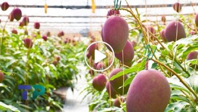 صورة لأول مرة في سوريا.. نجاح تجربة زراعة نوع نادر من الفاكهة تباع الثمرة الواحدة منه بـ 1500 دولار (فيديو)