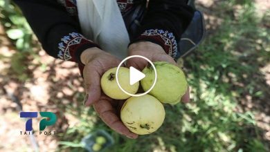 صورة سيدة سورية تتحدى الظروف بمشروع في حديقة منزلها وتبدع في زراعة فاكهة نادرة لها ثمار باهظة الثمن (فيديو)