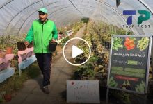 صورة شاب سوري يبدع في زراعة أصناف زراعية سورية في أوروبا ويحقق أرباح هائلة وشهرة واسعة (فيديو)