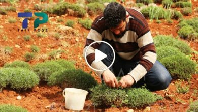 صورة مشروع العمر.. شاب سوري ينجح في زراعة نبات عشبي بري ويبيع لتر الزيت المستخرج منه بـ 50 دولار (فيديو)