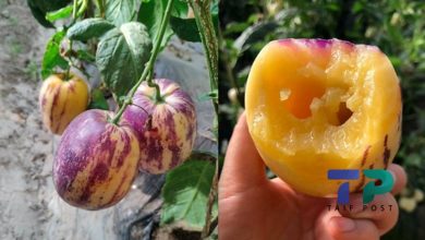 صورة مزارع سوري ينجح بإدخال فاكهة جديدة لها ثمار عجيبة إلى قاموس الزراعة في سوريا ويجني أرباح هائلة (فيديو)